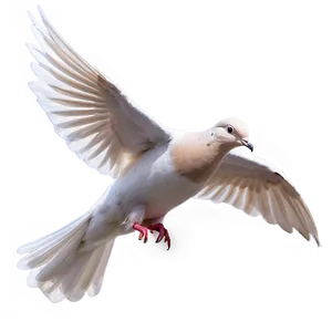 Animated Dove PNG 18