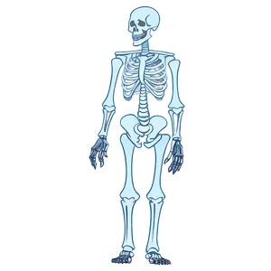 Animated Human Skeleton PNG 22
