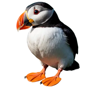 Animated Puffin Image Png 06292024 PNG image