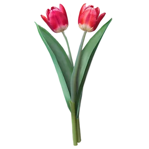 Animated Tulip Png 72 PNG image