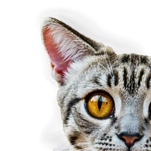Anime Cat Face PNG 58