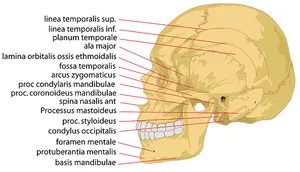 Annotated Human Skull Structure PNG image