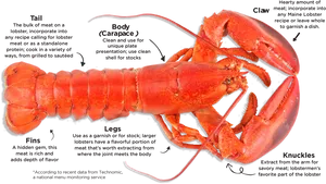 Annotated Lobster Diagram PNG image