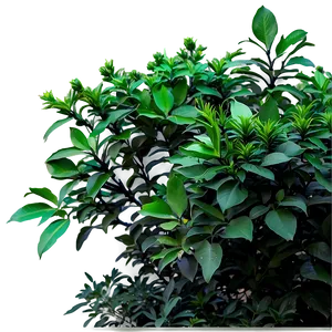 Annual Shrubs PNG 77 PNG