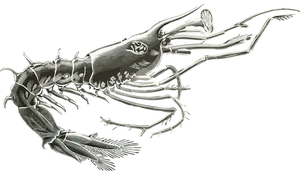 Anomalocaris Cambrian Predator
