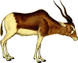 Antelope Illustration Artwork