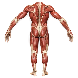 Anterior Muscular System View Png Gmo49 PNG image