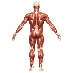 Anterior Muscular System View Png Tcm PNG image