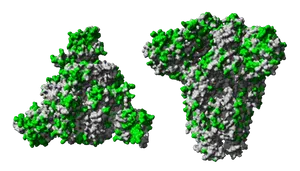 Antibody Protein Complex Visualization PNG image