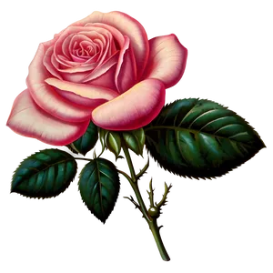 Antique Rose Drawing Png Axv PNG image