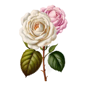 Antique Roses Illustration Png 17 PNG image