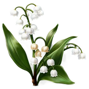 Antique Style Lily-of-the-valley PNG 06252024