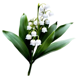 Antique Style Lily-of-the-valley PNG 80 PNG