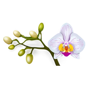 Appealing Orchid Illustration PNG 06202024 PNG