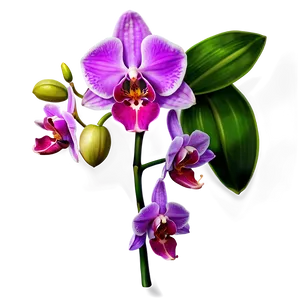 Appealing Orchid Illustration PNG Ftq11