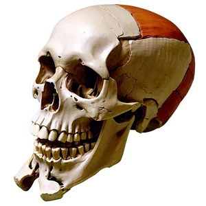 Appendicular Skeleton Detailed View Png 18 PNG image