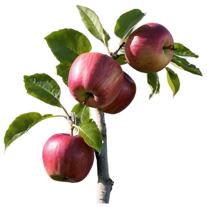 Apple Orchard Pick PNG 47 PNG