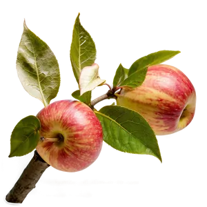 Apple Orchard Pick PNG Miy PNG