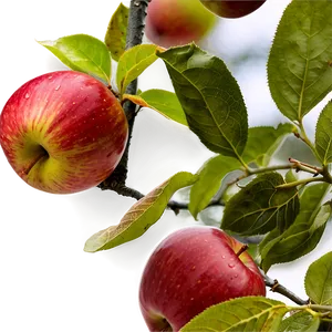 Apple Orchard Pick Png Vri68 PNG image