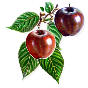 Apple Sketch PNG 06132024