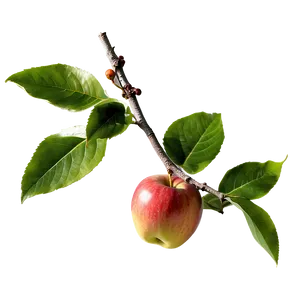 Apple Tree Branch Png 64 PNG image