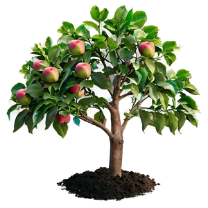 Apple Tree Seedling Png 06132024 PNG image