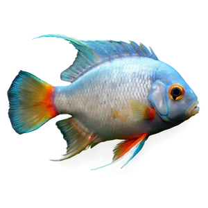 Aquarium Fish Varieties Png 29 PNG image