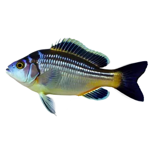 Aquarium Fish Varieties Png 30 PNG image