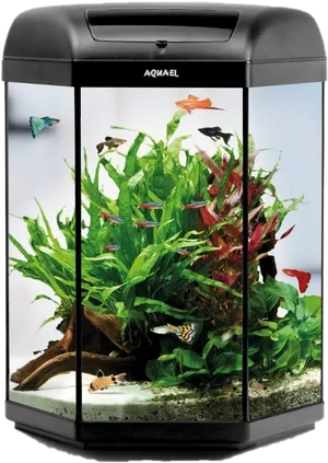 Aquarium With Tropical Fishand Plants PNG image