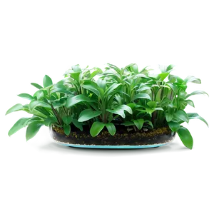 Aquatic Indoor Plants Png 9 PNG image