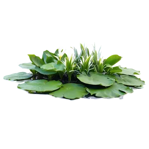 Aquatic Plants Png Grv PNG image