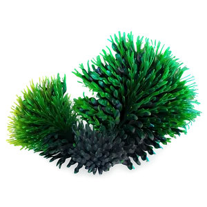 Aquatic Seaweed Design PNG 05242024