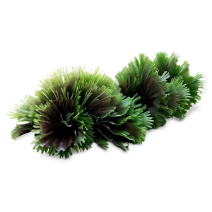 Aquatic Seaweed Design PNG 05242024