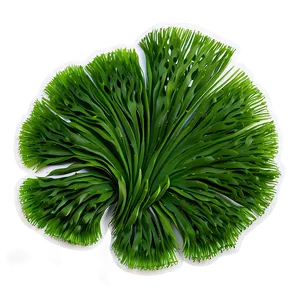 Aquatic Seaweed Design PNG 05242024