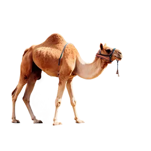 Arabian Camel PNG 95