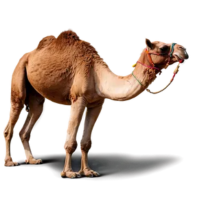 Arabian Camel PNG Yfq