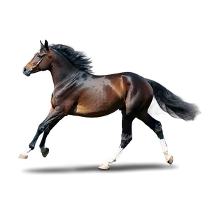 Arabian Horse Running Elegance PNG Pst PNG