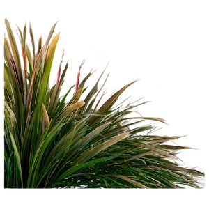 Architectural Grass PNG Ooa65 PNG