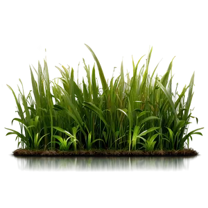 Architectural Grass PNG Xiv6 PNG