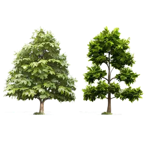 Architectural Tree Elevation Png 06262024 PNG image