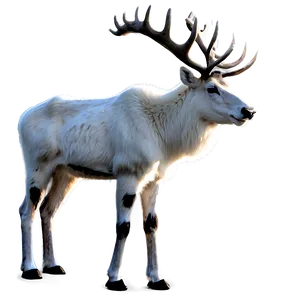 Arctic Caribou Scene Png 63 PNG image