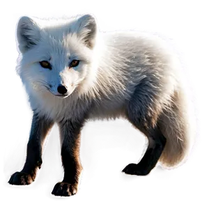 Arctic Fox North Pole Png 06122024 PNG image