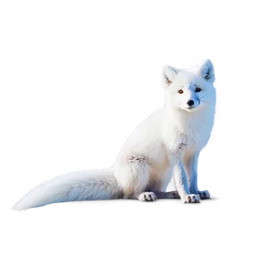 Arctic Fox North Pole PNG Mxd45 PNG