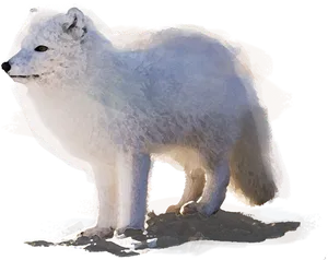 Arctic Foxin Snow Illustration PNG image