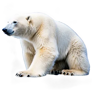 Arctic Polar Bear Png 24 PNG image