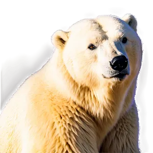 Arctic Polar Bear Png Duu30 PNG image