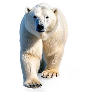 Arctic Polar Bear Png Lhv1 PNG image