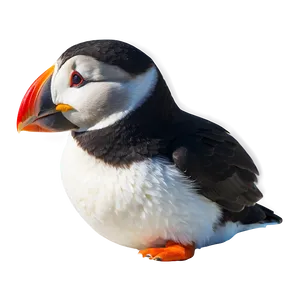 Arctic Puffin In Winter PNG Cfr PNG