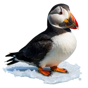 Arctic Puffin In Winter PNG Jbx37 PNG