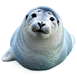 Arctic Seal Png 05242024 PNG image